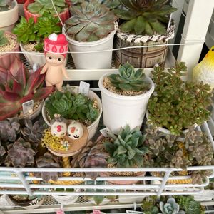 ローズガーネット,月の雫さん,弥生桜,フロリディティ,ミックスベリア ひなまつりの画像