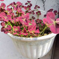 クローバー,再度開花です,可愛い〜♡,素敵な色❤,癒しだわの画像