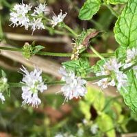 ストロベリーミント,ストロベリーミント♡,東京都立産業貿易センター　植栽,浜松町,癒されるの画像