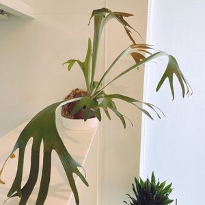 ビカクシダ,コウモリラン, ビカクシダの画像