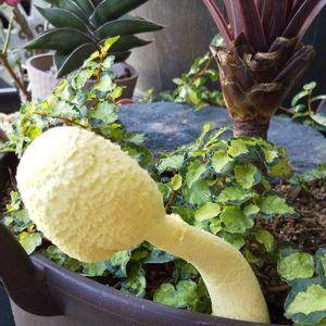 コルジリネ レッドスター,コガネキヌカラカサタケ,観葉植物,コルジリネ属の画像