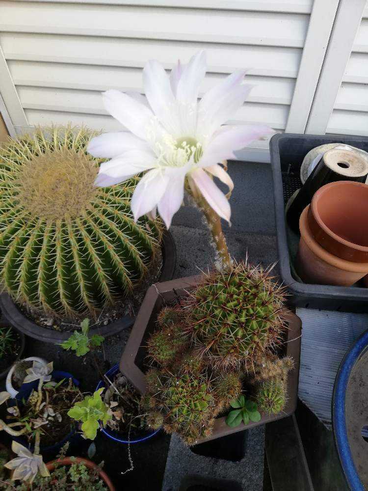 サボテン 観察｜🍀GreenSnap（グリーンスナップ）