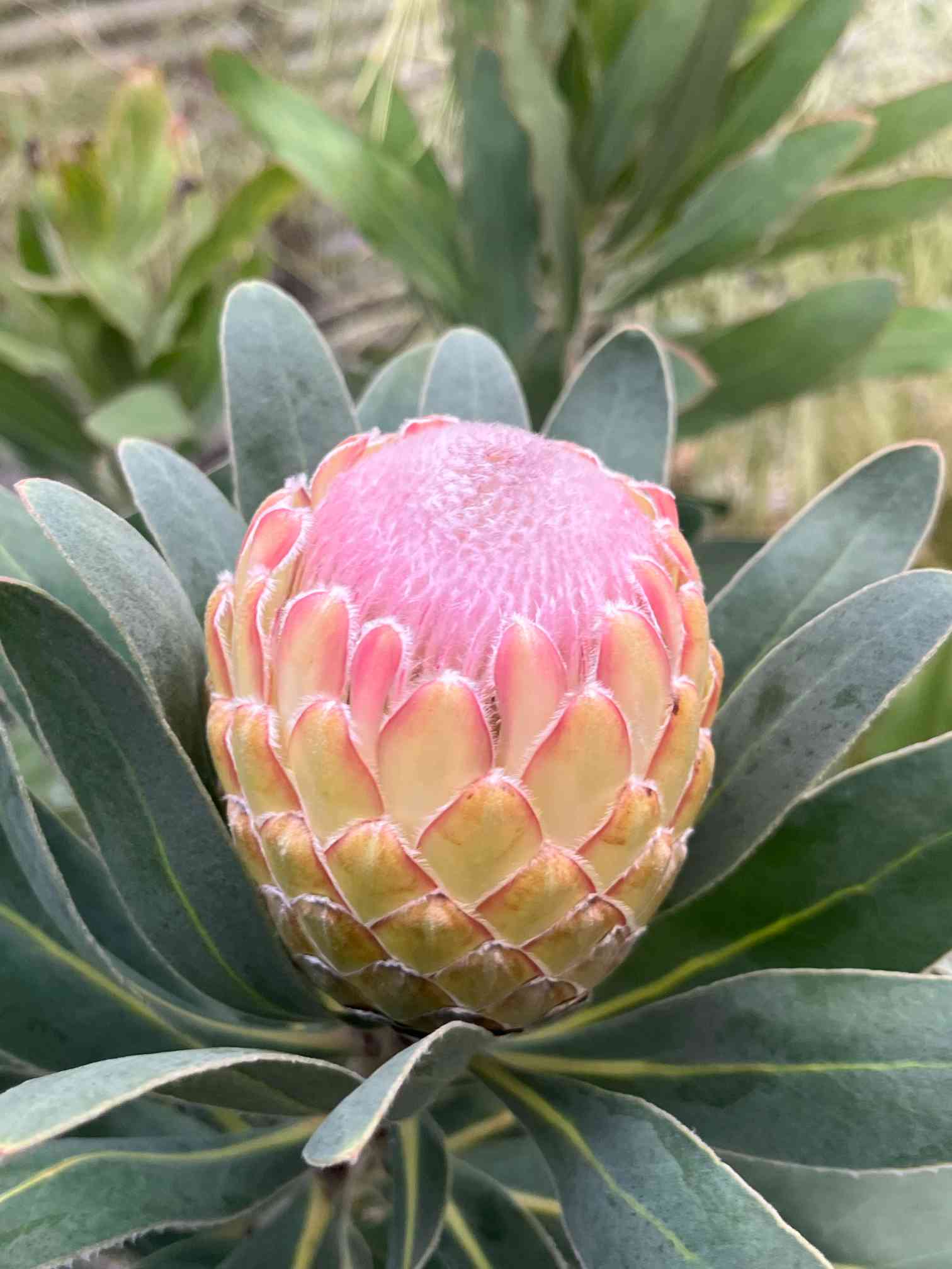 プロテア スサラの一覧｜🍀GreenSnap（グリーンスナップ）