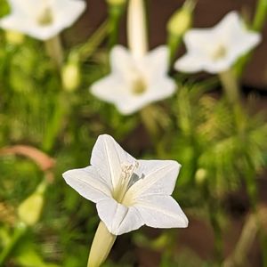 ルコウソウ,グリーンカーテン,成長記録,白い花,夏の花の画像