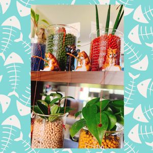 観葉植物,ビーカー,ハイドロカルチャー,チーム岐阜,多肉植物のある暮らしの画像