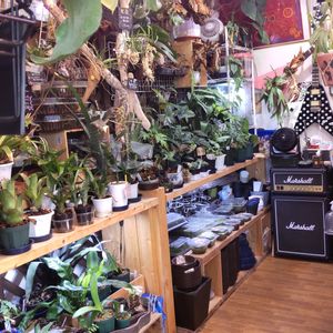 多肉植物,着生植物,リュウビンタイ科,パキポディウム属,珍奇植物専門店の画像