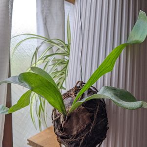 オリヅルラン,ビカクシダ,観葉植物,苔玉,シダ植物の画像