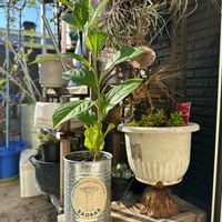 バオバブ,屋外管理,バオバブの木,バルコニー/ベランダの画像