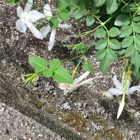 ジャスミン・ホワイトプリンセス,ジャスミン,名前を教えてください,地植え,白い花の画像