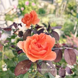 宿根草の庭,ばら バラ 薔薇,ナチュラルガーデン,イングリッシュガーデン,イングリッシュ・ローズの画像