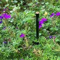 バーベナ タピアン,クローバー,現場から速報,紫の花,グランドカバーの画像