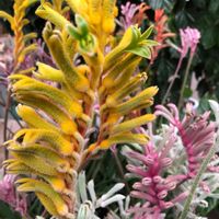 カンガルーポー,半耐寒性,面白い花,鮮やかな色,多年草の画像