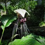 タッカ・インテグリフォリアの一覧｜🍀GreenSnap（グリーンスナップ）