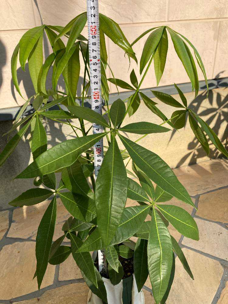 種から二股パキラ(2023年4月10日播種)｜🍀GreenSnap（グリーン