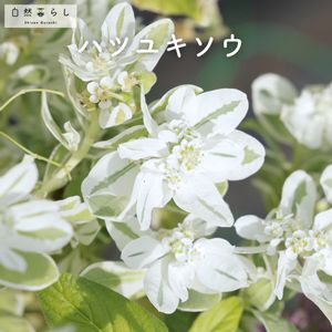 ハツユキソウ,ガーデニング,花のある暮らし,植物のある暮らし,肥料の画像