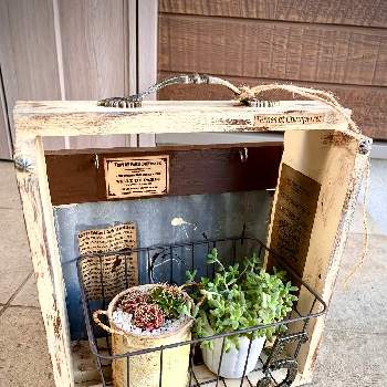 ペペロミア ジェミニ,紫苑のDIY,観葉植物,リメ缶,植え替えの画像
