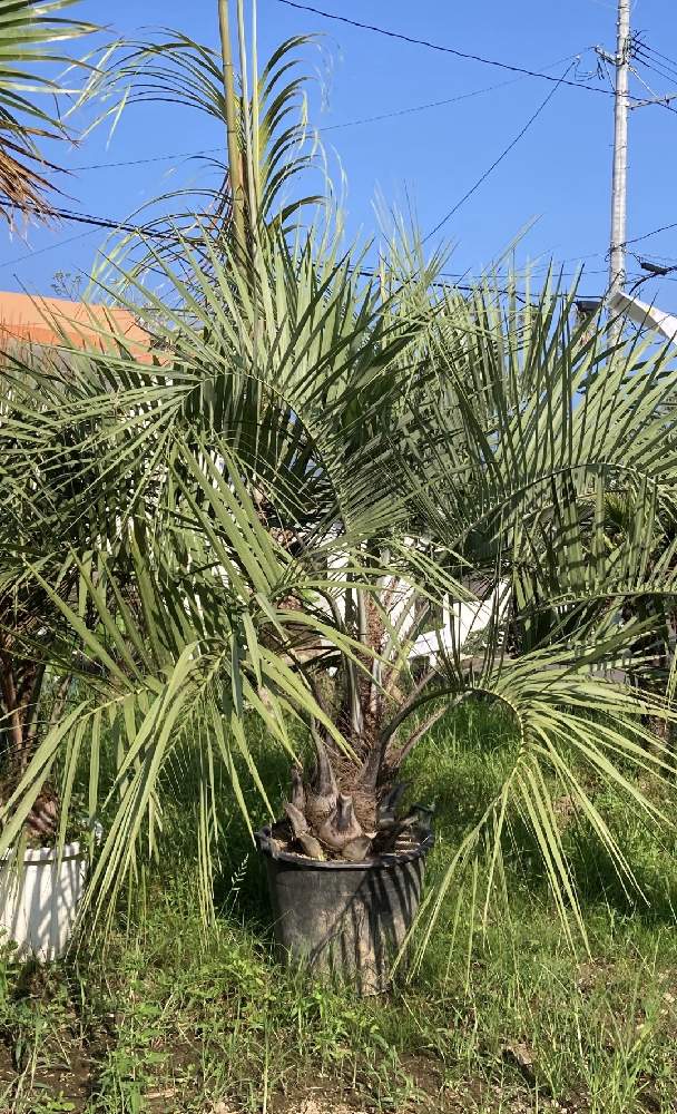 ココスヤシの記録｜🍀GreenSnap（グリーンスナップ）