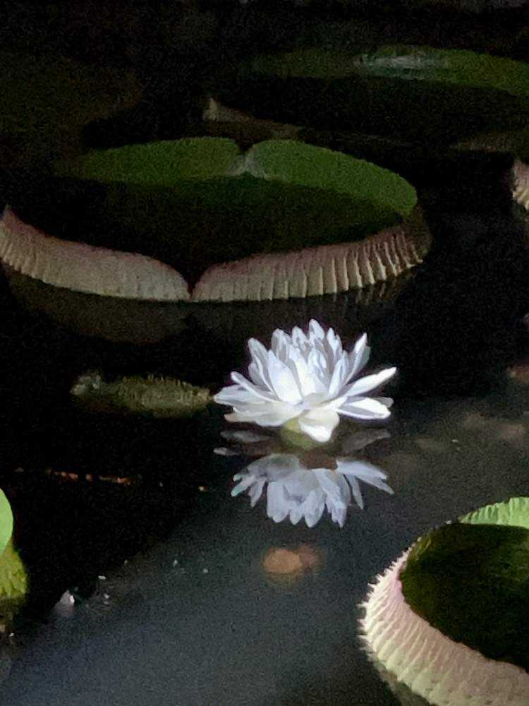 ☆希少植物☆ オオオニバスの苗（子苗） - 植物/観葉植物