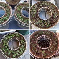 ハボタン,葉牡丹,種蒔きから,ミニ葉牡丹育て隊,リングバスケットの画像