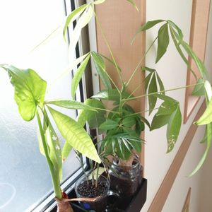 クワズイモ,テーブルヤシ,パキラ,観葉植物,100均の画像