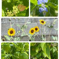 ツユクサ,フウセントウワタ,ノブドウ,ノブドウ,花散歩の画像
