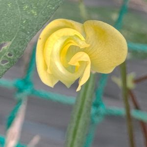 ヤブツルアズキ,ヤブツルアズキの実,つる性植物,ビタミンカラー,黄色い花の画像