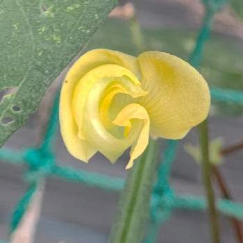 ナス,ピーマン,紅はるか,メネデール,PRの画像