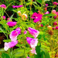日々草,千日紅,ジギタリス,庭の花,おうち園芸の画像