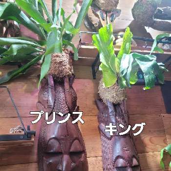 ドワーフモンキーバナナの画像