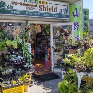 多肉植物,着生植物,リュウビンタイ科,パキポディウム属,珍奇植物専門店の画像