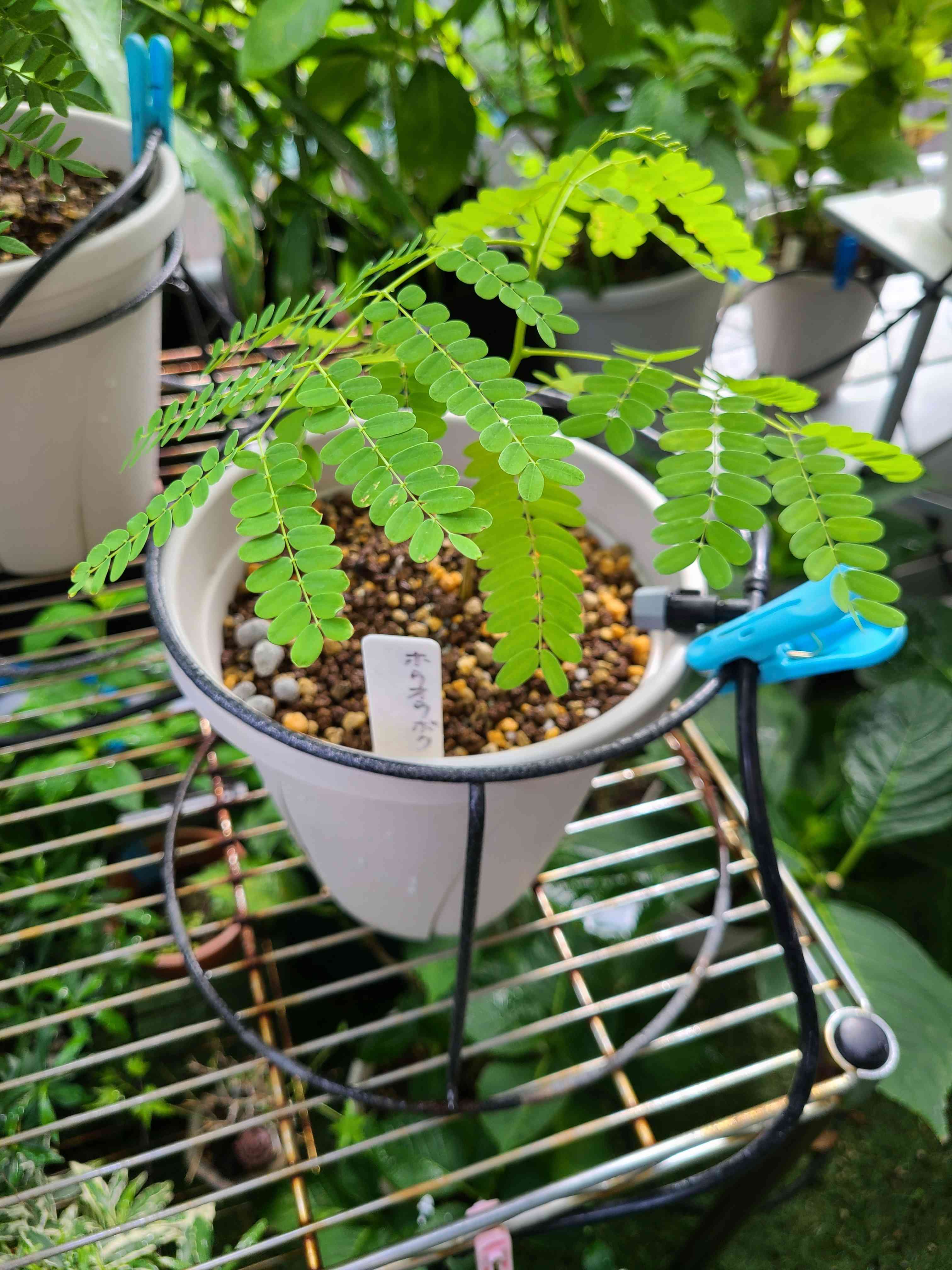 ホウオウボク （鳳凰木）の一覧｜🍀GreenSnap（グリーンスナップ）