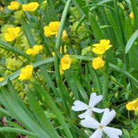 メカルドニア,メカルドニア  ゴールドダスト,シバザクラ,芝桜,日曜ビタミンカラー♪の画像