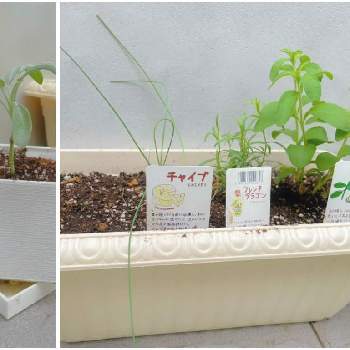 トマト,中玉 フルティカの画像
