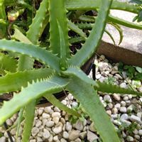 キダチアロエの画像