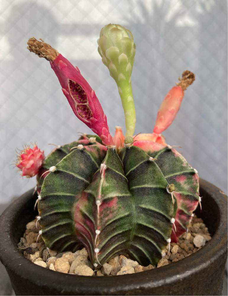 実生】 多肉植物 花サボテン No.9 実生サボテン 多肉植物 花サボテン