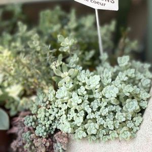 多肉植物,多肉の寄せ植え,多肉大好き,おうち園芸, セダムの画像