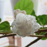 茉莉花,純白,咲いた！,いい香り,花のある暮らしの画像