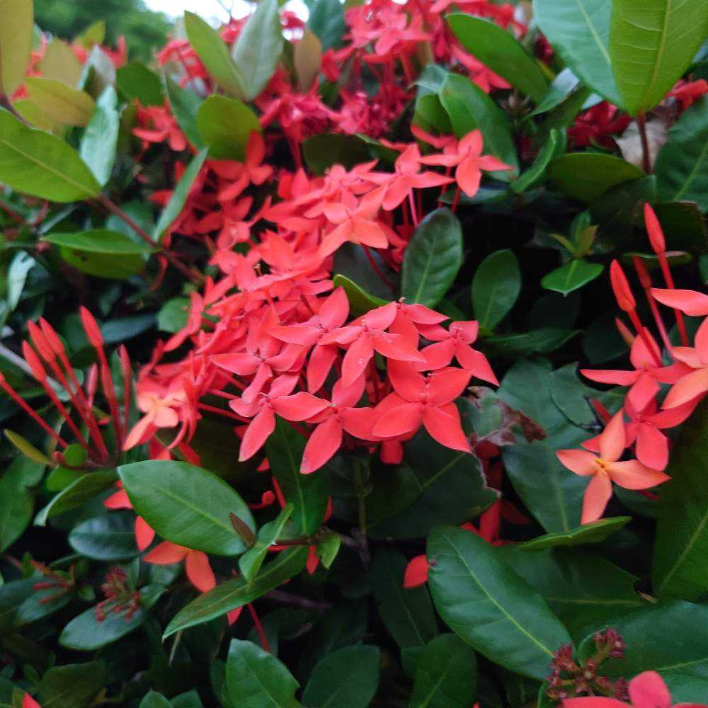 アケ様 琉球*海花のたね