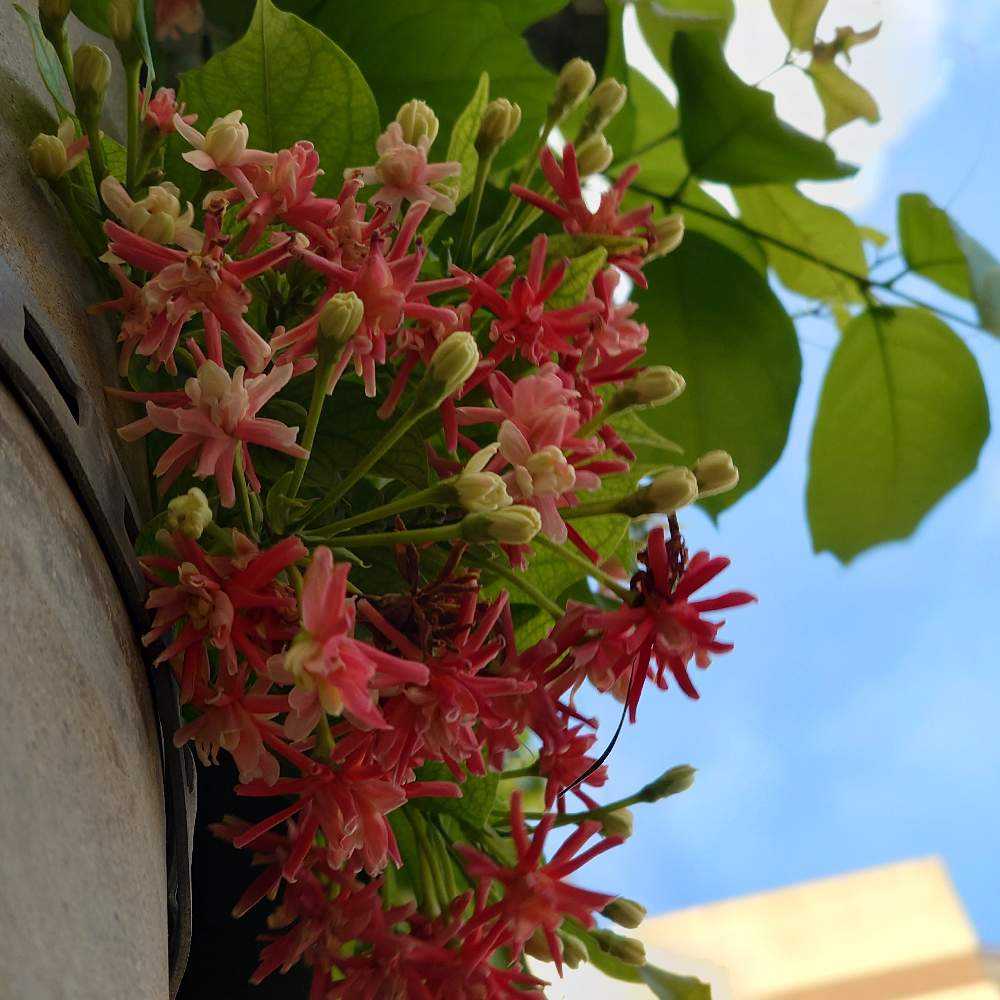 ラングーンクリーパー鉢植え 値下げ