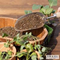 自然暮らし,植物のある暮らし,自然のある暮らし,家庭菜園,おうちde菜園の画像
