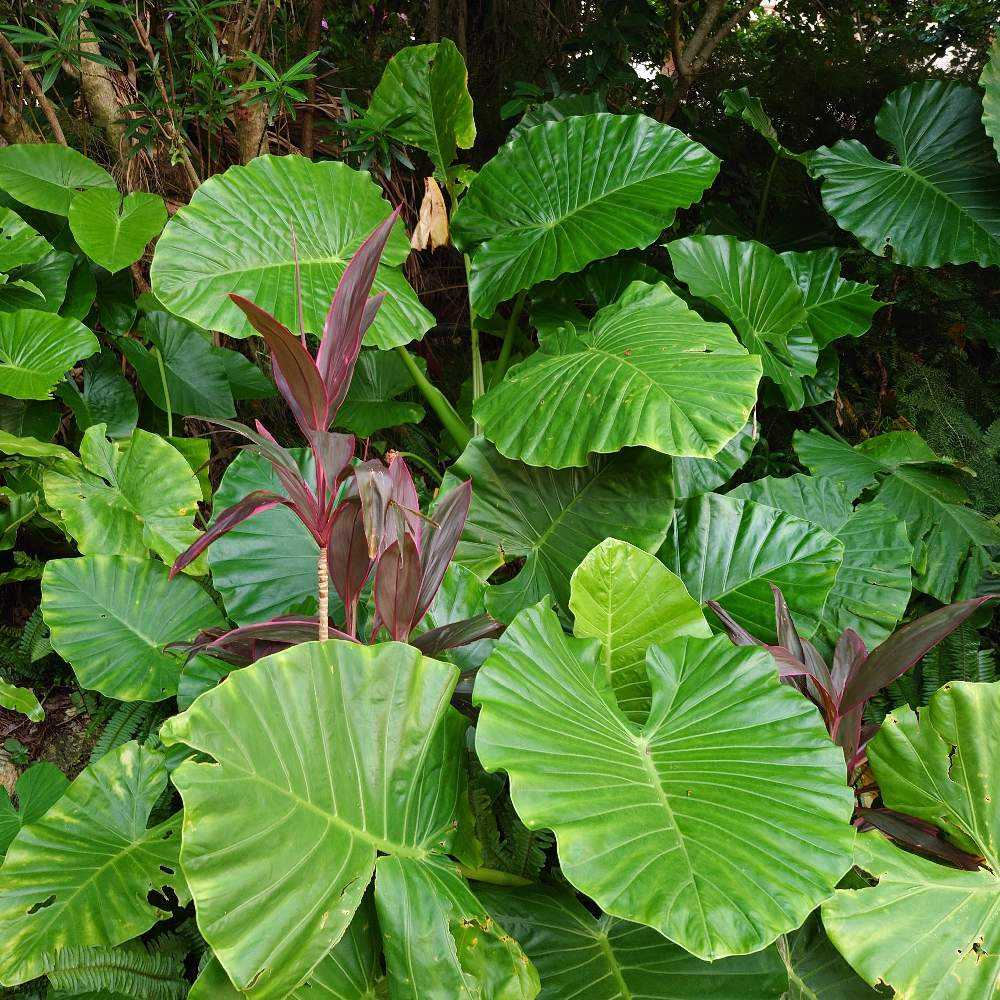 沖縄の薬草百科 沖縄の薬草百科―誰にでもできる薬草の利用法 やさしい煎じ方と
