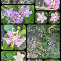 クコ,☆携帯撮影☆,道端の草花,花が好き❤,お花は癒しの画像