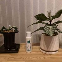 アフェランドラ・ダニア・シルバークラウド,オモト,観葉植物,窓辺の画像