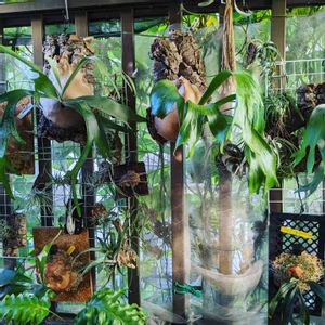 着生植物, コウモリラン ,植物のある暮らし, ビカクシダ,植物はインテリアじゃないの画像