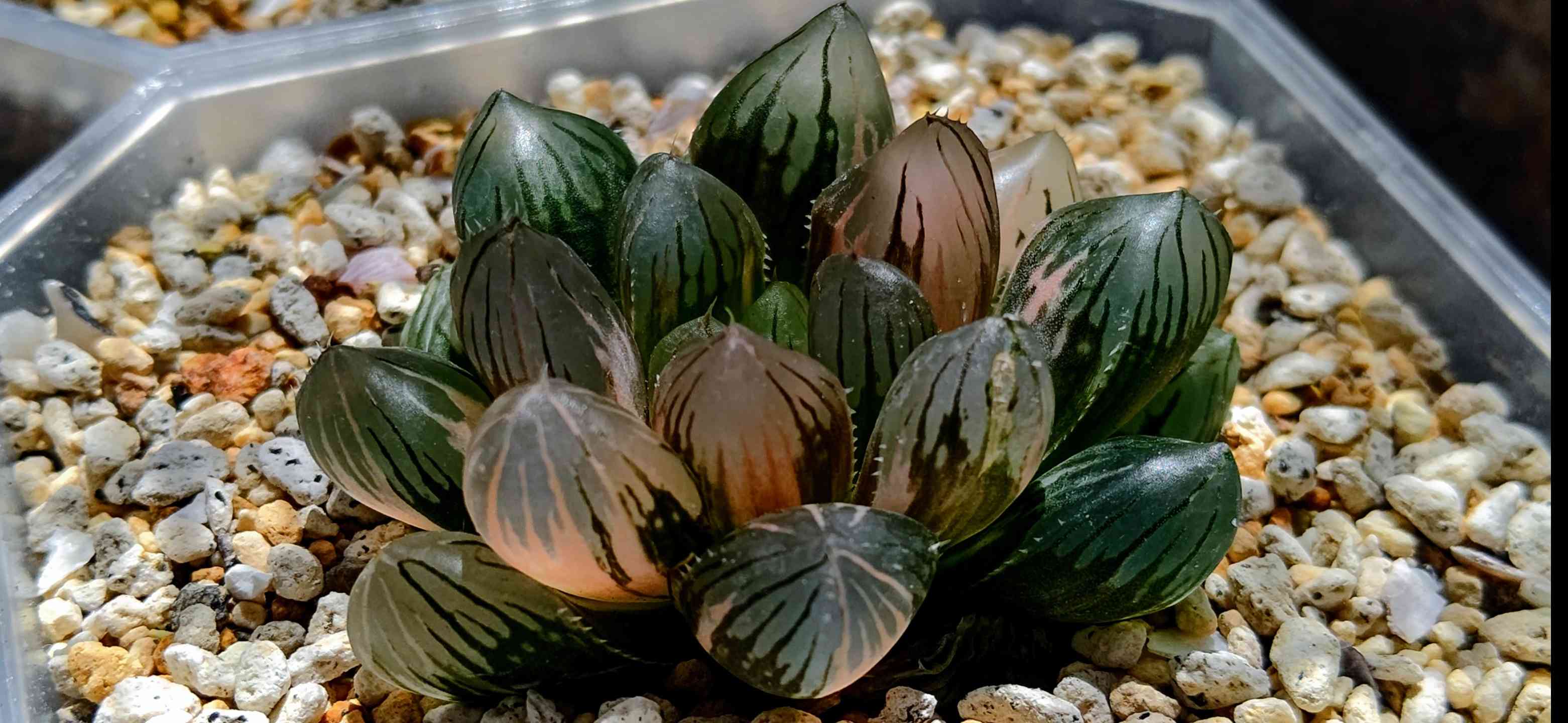 ○ハオルチアOMオブツーサ錦の成長記録②🌱｜🍀GreenSnap（グリーン