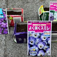 紫花菜,よく咲くスミレ,ストック,スマホ撮影,サカタの種の画像