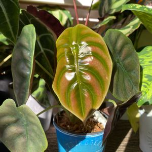 アロカシア・クプレア,カラーリーフ,観葉植物,植物のある暮らし,ハートリーフの画像