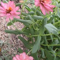ヒャクニチソウ,お花散歩の画像
