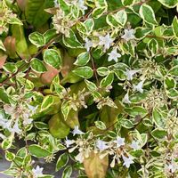 アベリア,季節の花,散歩道の花,花が好きの画像
