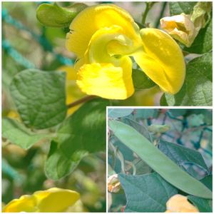 ノアズキ,つる性植物,ビタミンカラー,黄色い花,マメ科の画像